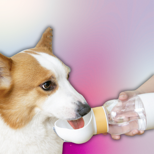 Borraccia Portatile 2-in-1 per Cani – Acqua e Сibo in Viaggio
